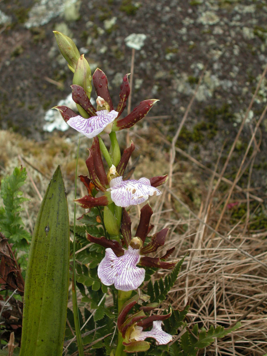 Orchidaceae Zygopetalum triste
