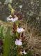 image of Zygopetalum triste