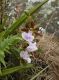 image of Zygopetalum triste