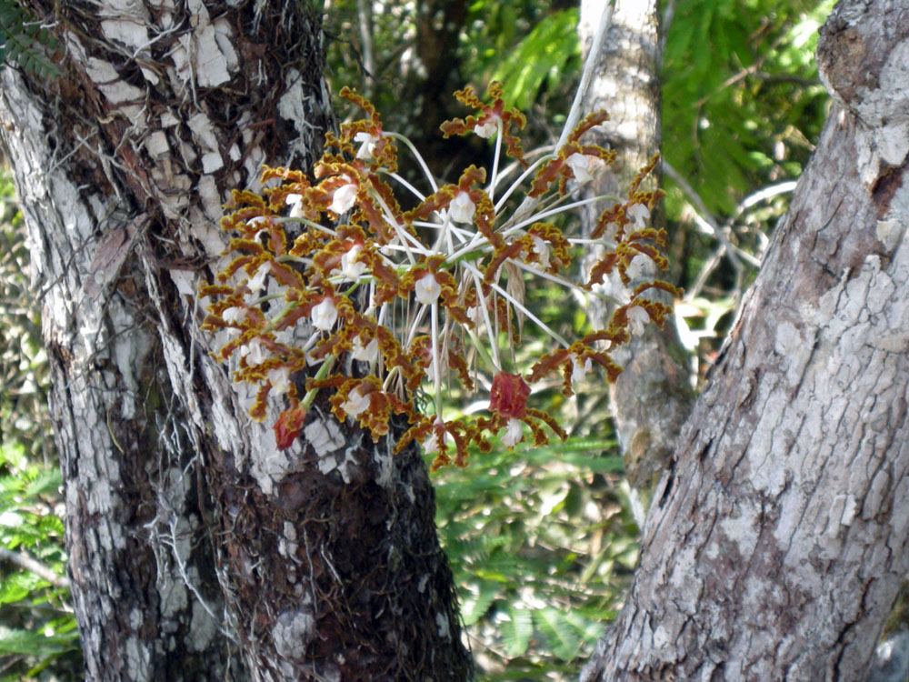 Orchidaceae Schomburgkia gloriosa