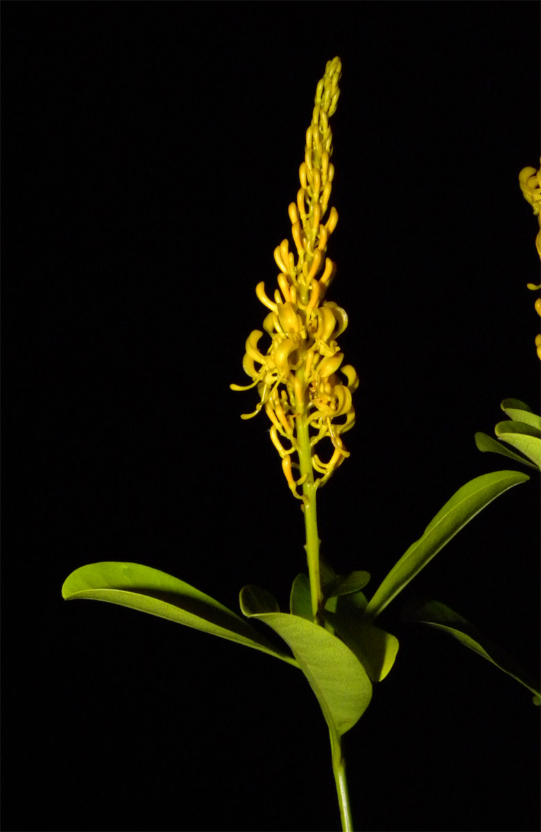 Vochysiaceae Vochysia glaberrima