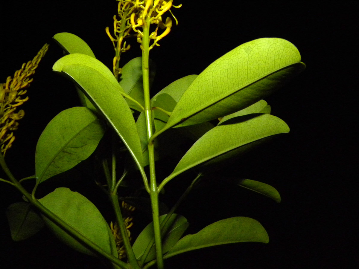 Vochysiaceae Vochysia glaberrima