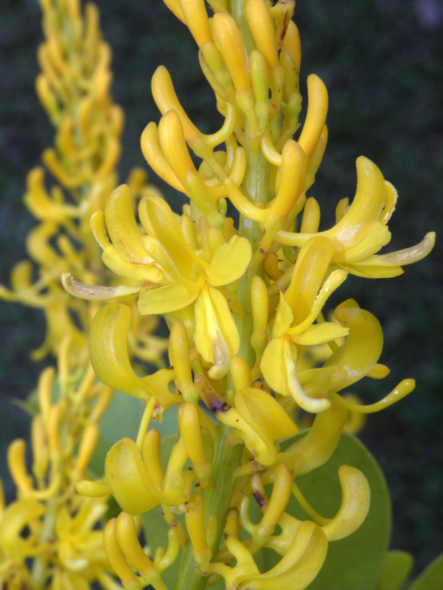 Vochysiaceae Vochysia glaberrima