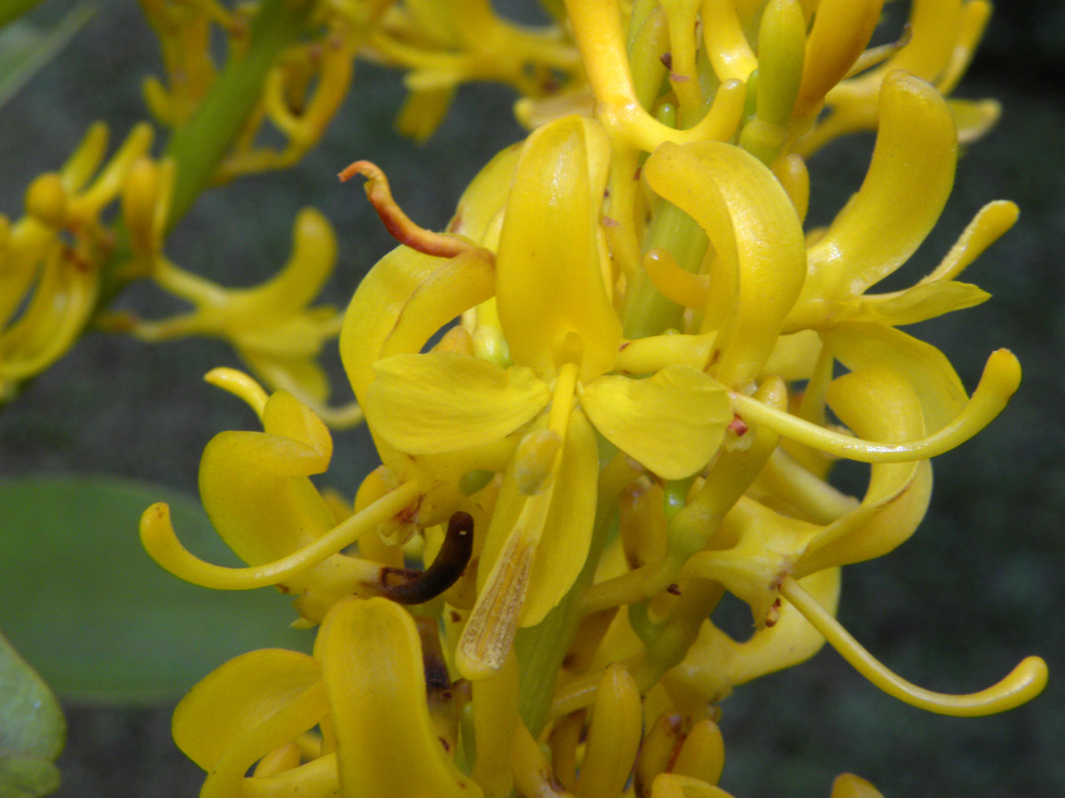 Vochysiaceae Vochysia glaberrima