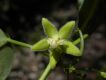 image of Blepharodon pictum