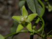 image of Blepharodon pictum