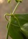 image of Blepharodon pictum