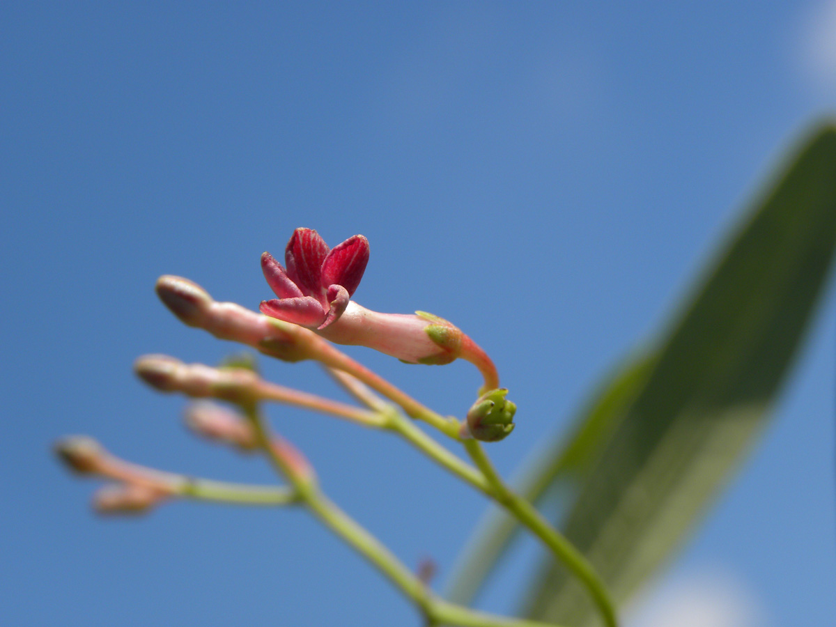 Apocynaceae Rauvolfia weddelliana