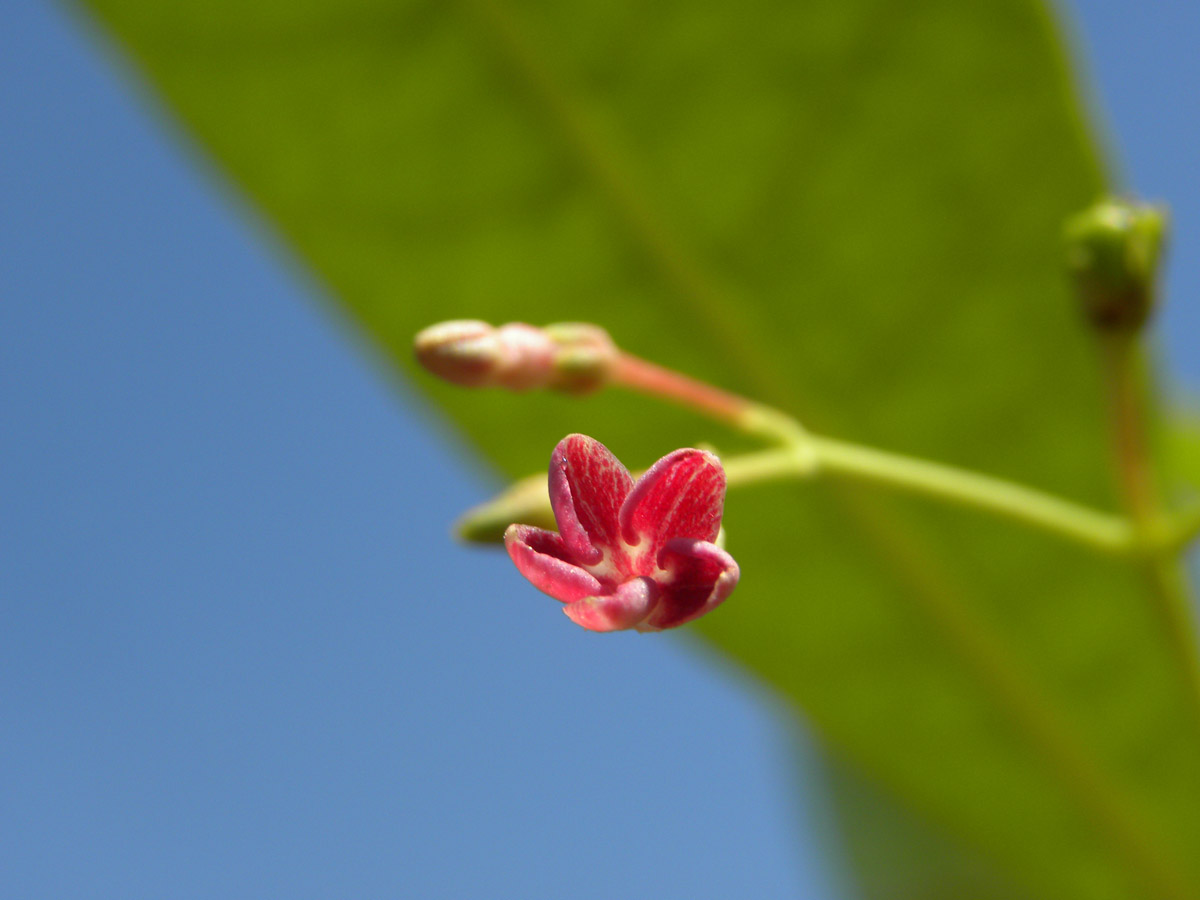 Apocynaceae Rauvolfia weddelliana