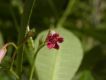 image of Rauvolfia weddelliana