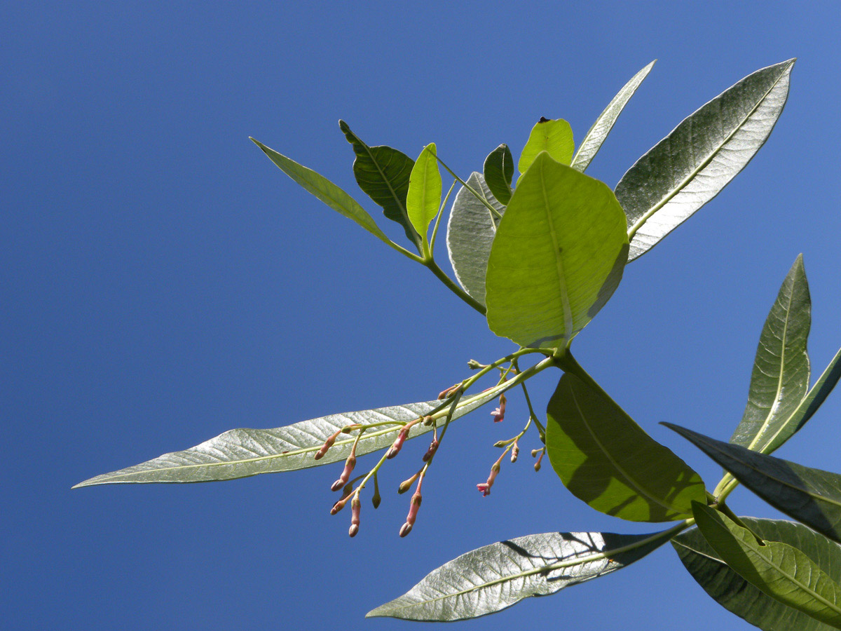 Apocynaceae Rauvolfia weddelliana