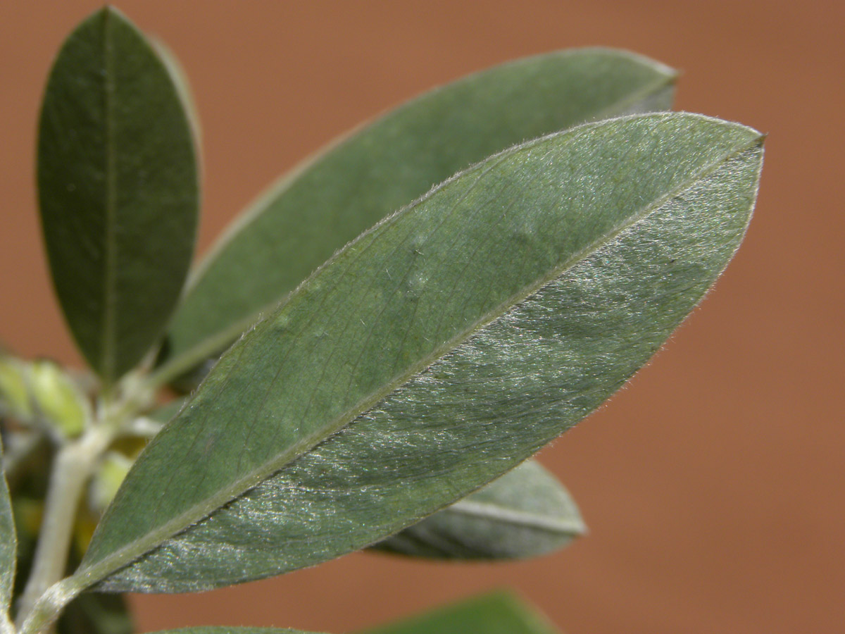 Fabaceae Tephrosia sessiliflora