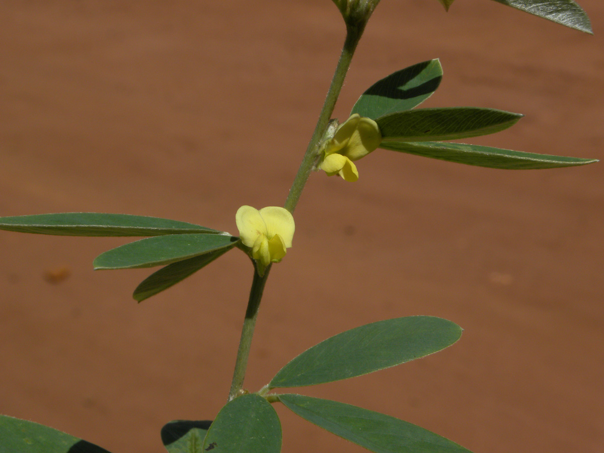 Fabaceae Tephrosia sessiliflora