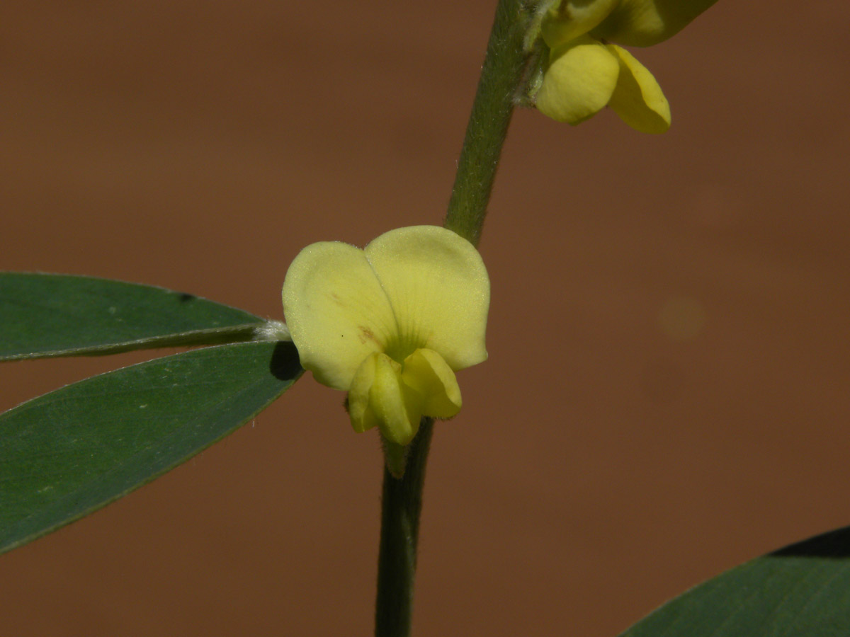 Fabaceae Tephrosia sessiliflora