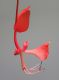 image of Amherstia nobilis