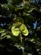 image of Centrolobium tomentosum