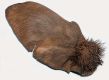 image of Centrolobium tomentosum