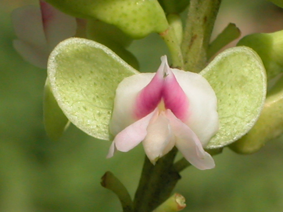 Fabaceae Dipteryx alata