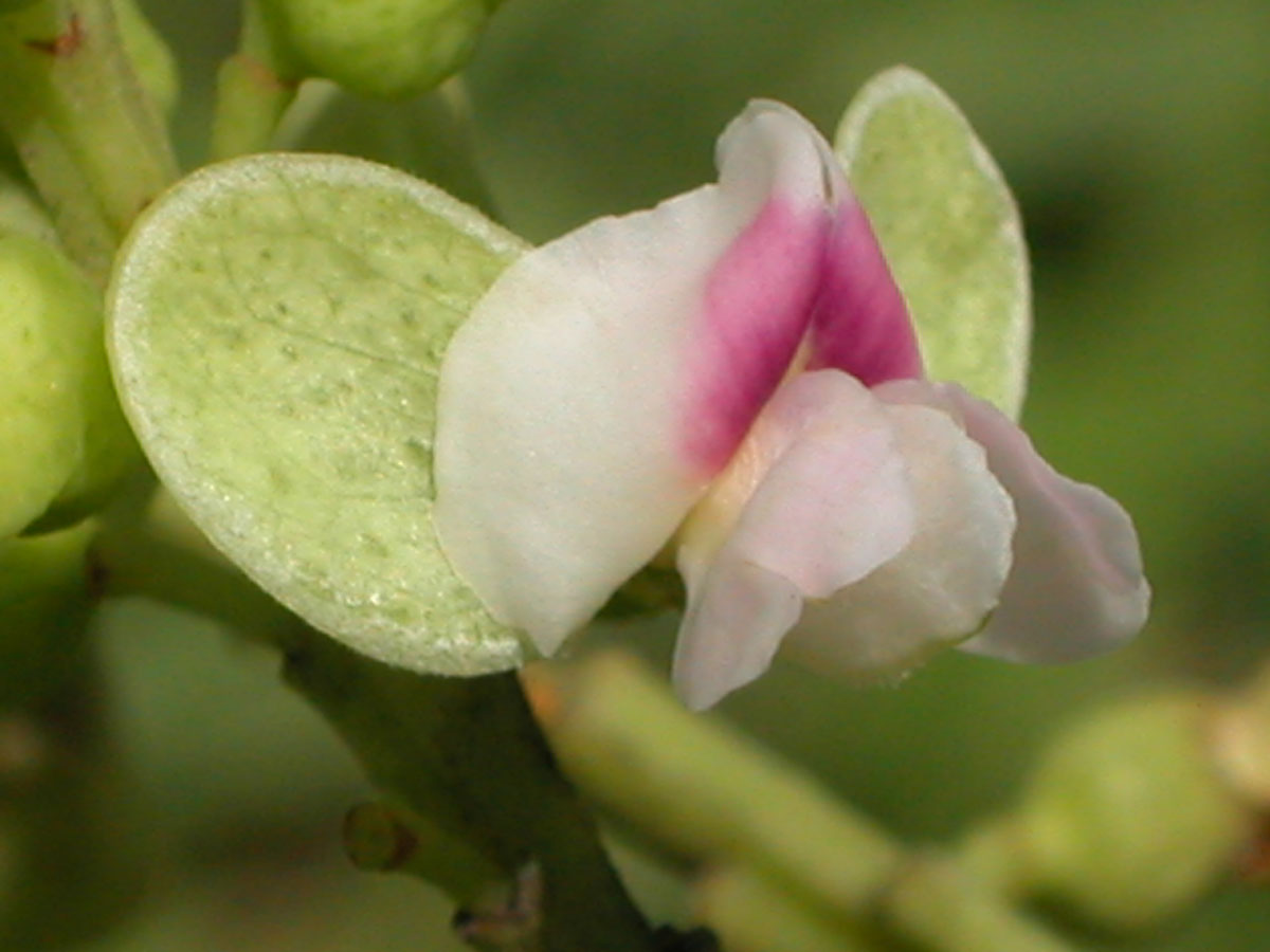 Fabaceae Dipteryx alata