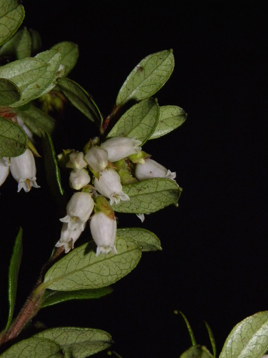 Ericaceae Gaylussacia densa