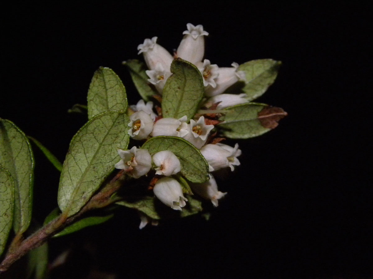 Ericaceae Gaylussacia densa