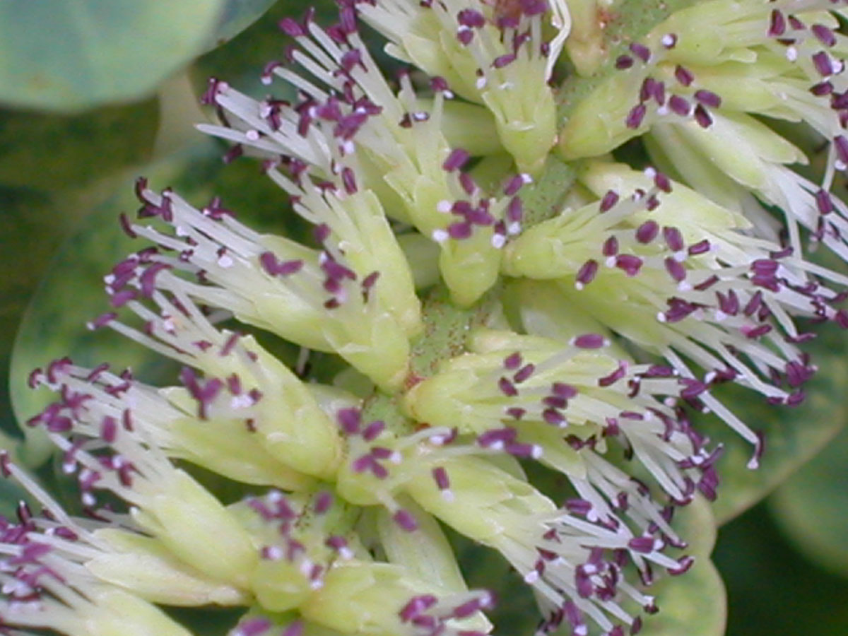 Fabaceae Stryphnodendron adstringens