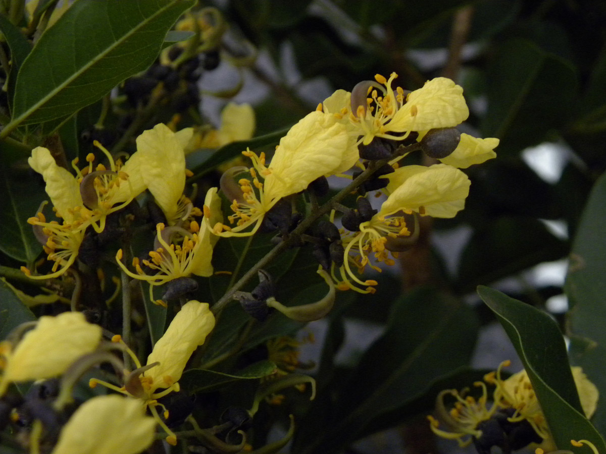 Fabaceae Swartzia jorori