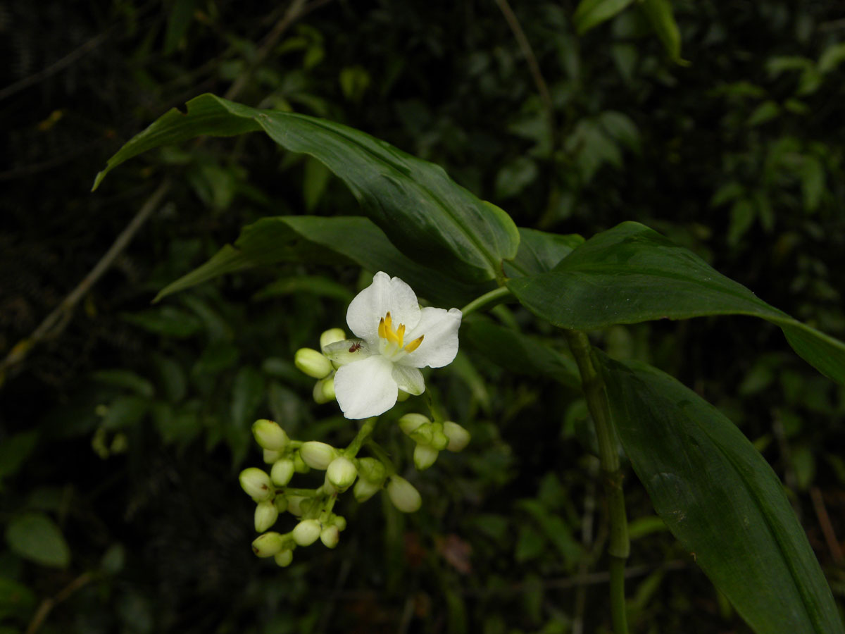 Commelinaceae Dichorisandra incurva