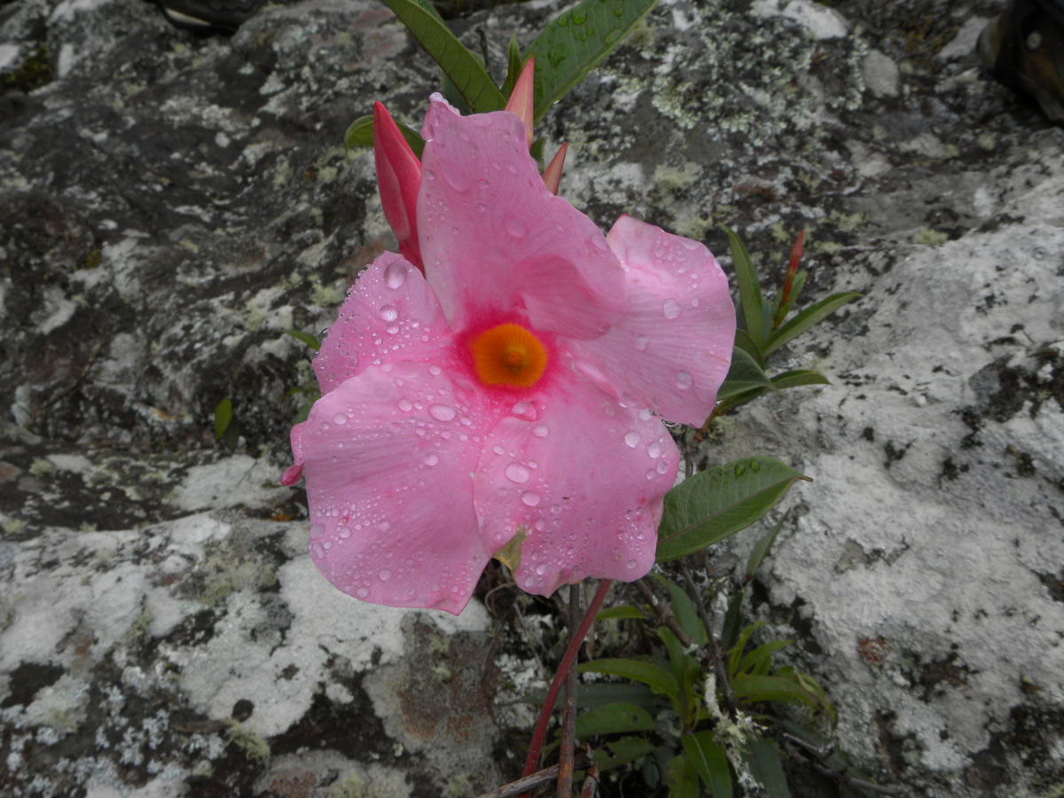 Apocynaceae Mandevilla martiana