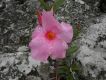 image of Mandevilla martiana