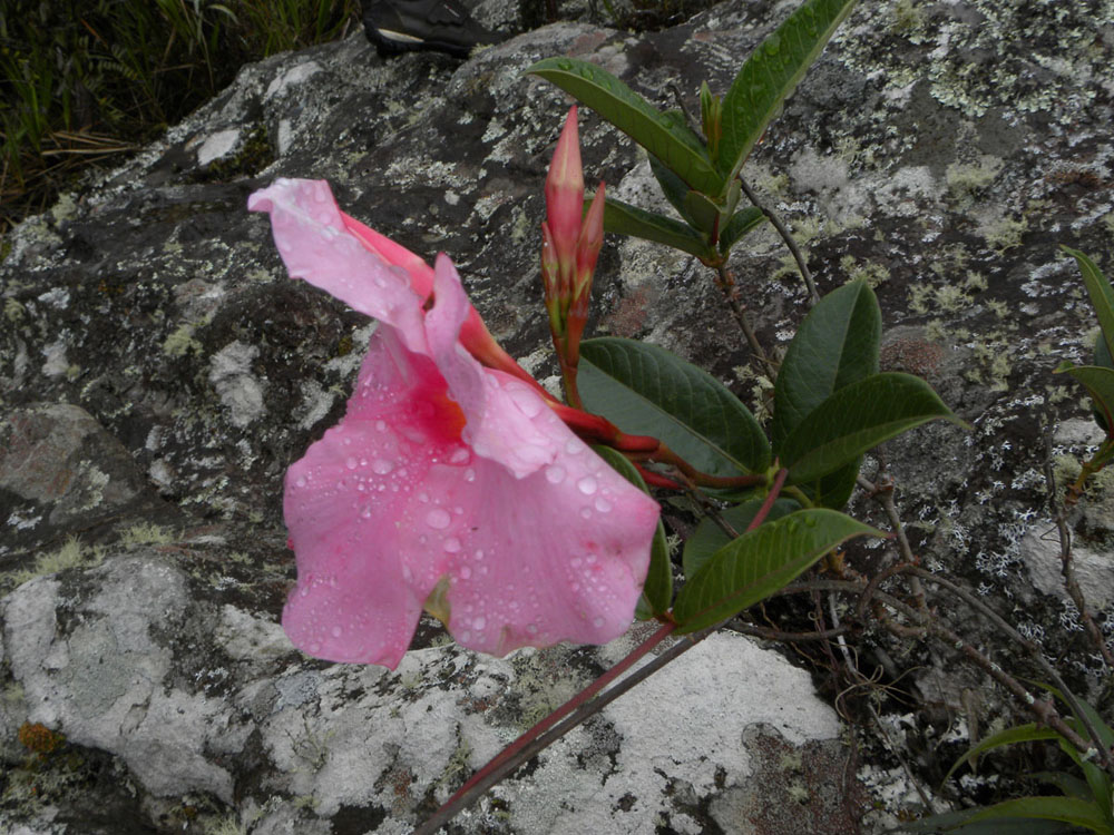 Apocynaceae Mandevilla martiana