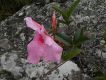 image of Mandevilla martiana