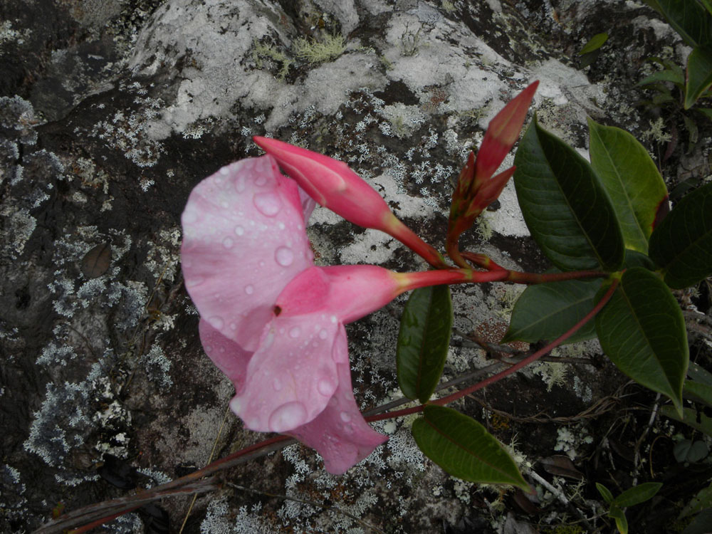 Apocynaceae Mandevilla martiana
