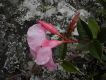 image of Mandevilla martiana