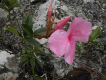 image of Mandevilla martiana