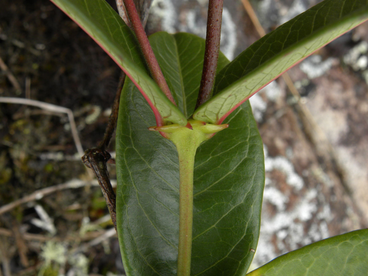 Apocynaceae Mandevilla martiana