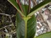 image of Mandevilla martiana