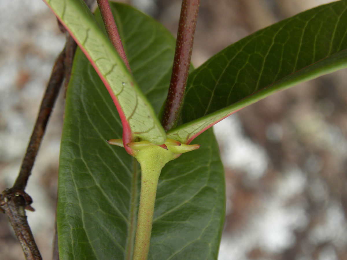 Apocynaceae Mandevilla martiana