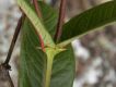 image of Mandevilla martiana