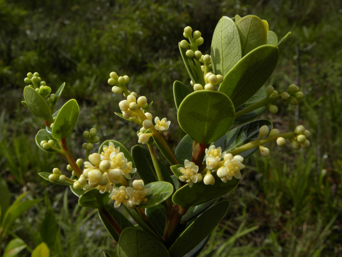 Lauraceae Ocotea tristis