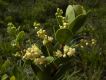 image of Ocotea tristis