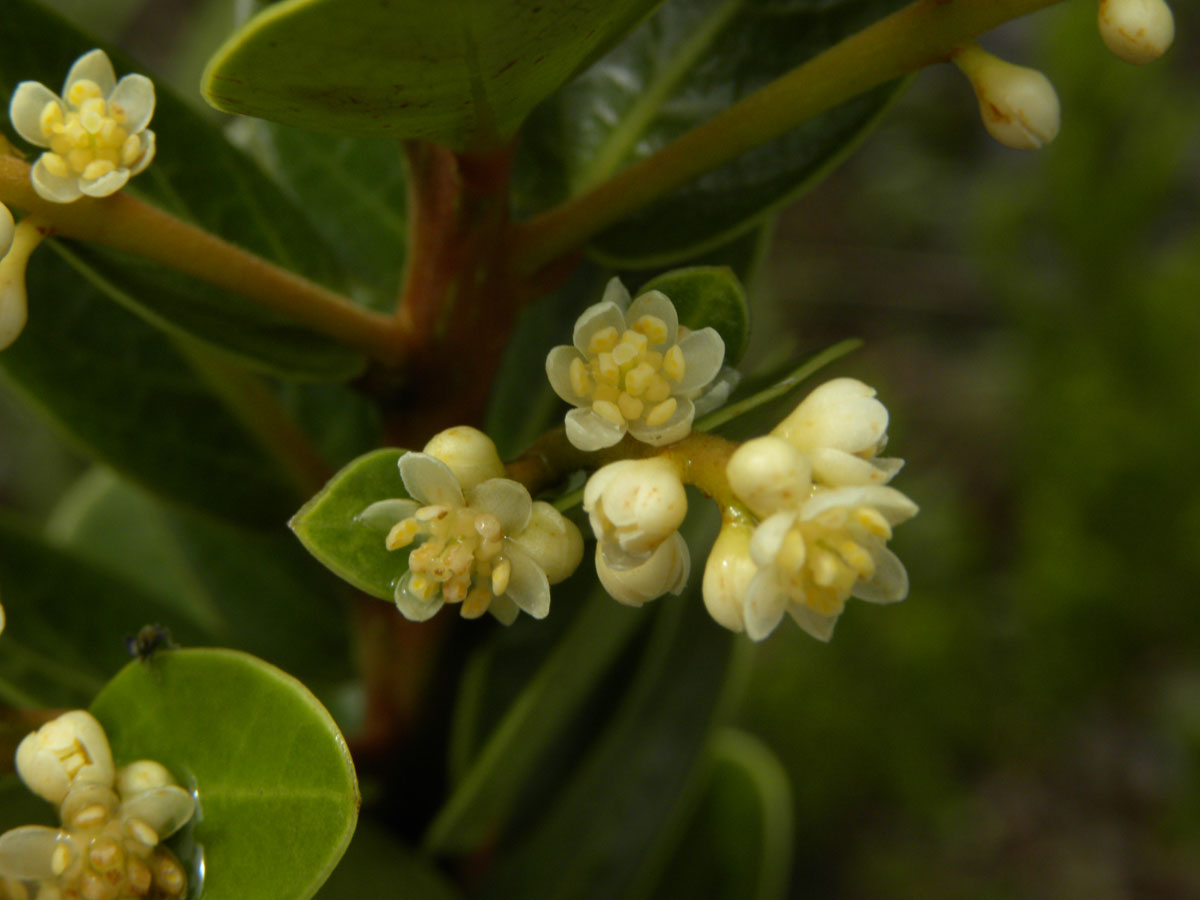 Lauraceae Ocotea tristis