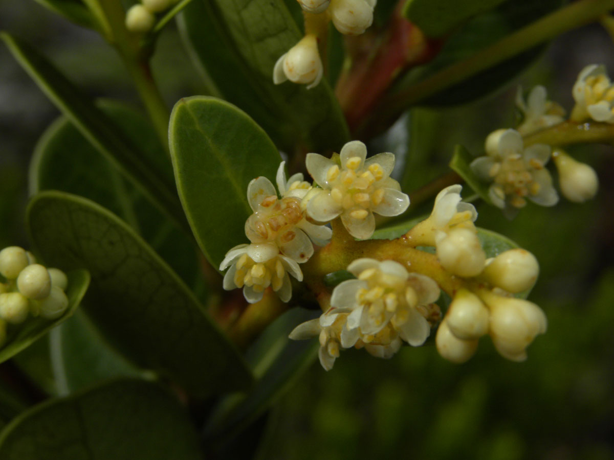 Lauraceae Ocotea tristis
