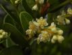 image of Ocotea tristis