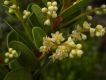 image of Ocotea tristis