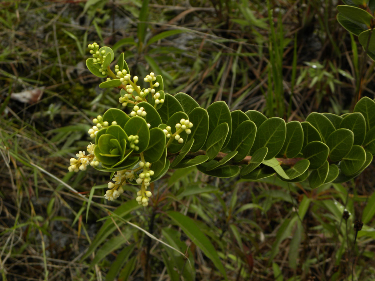 Lauraceae Ocotea tristis