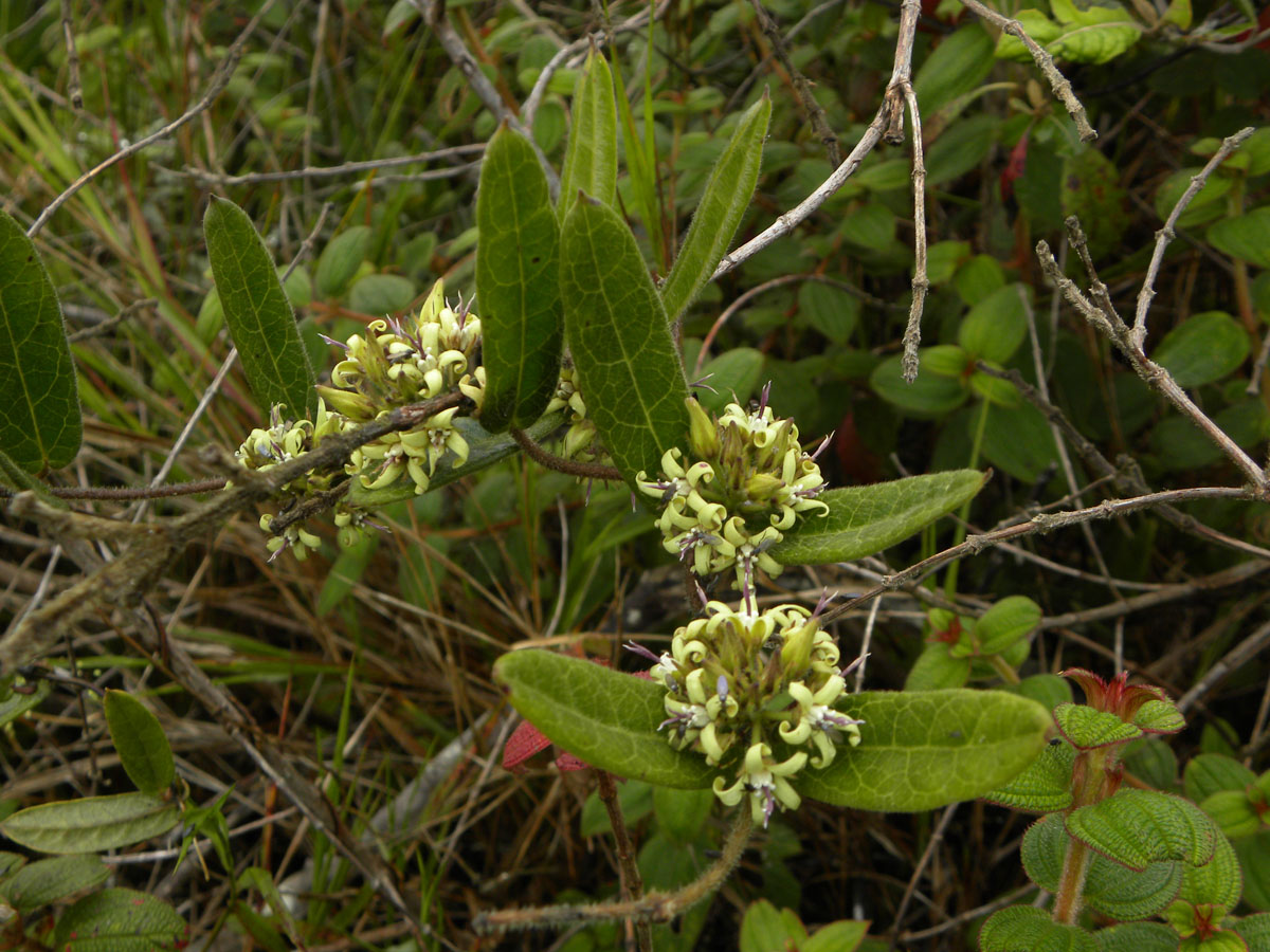 Apocynaceae Oxypetalum montanum
