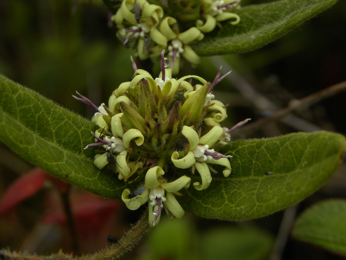 Apocynaceae Oxypetalum montanum