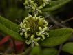 image of Oxypetalum montanum