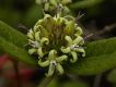 image of Oxypetalum montanum